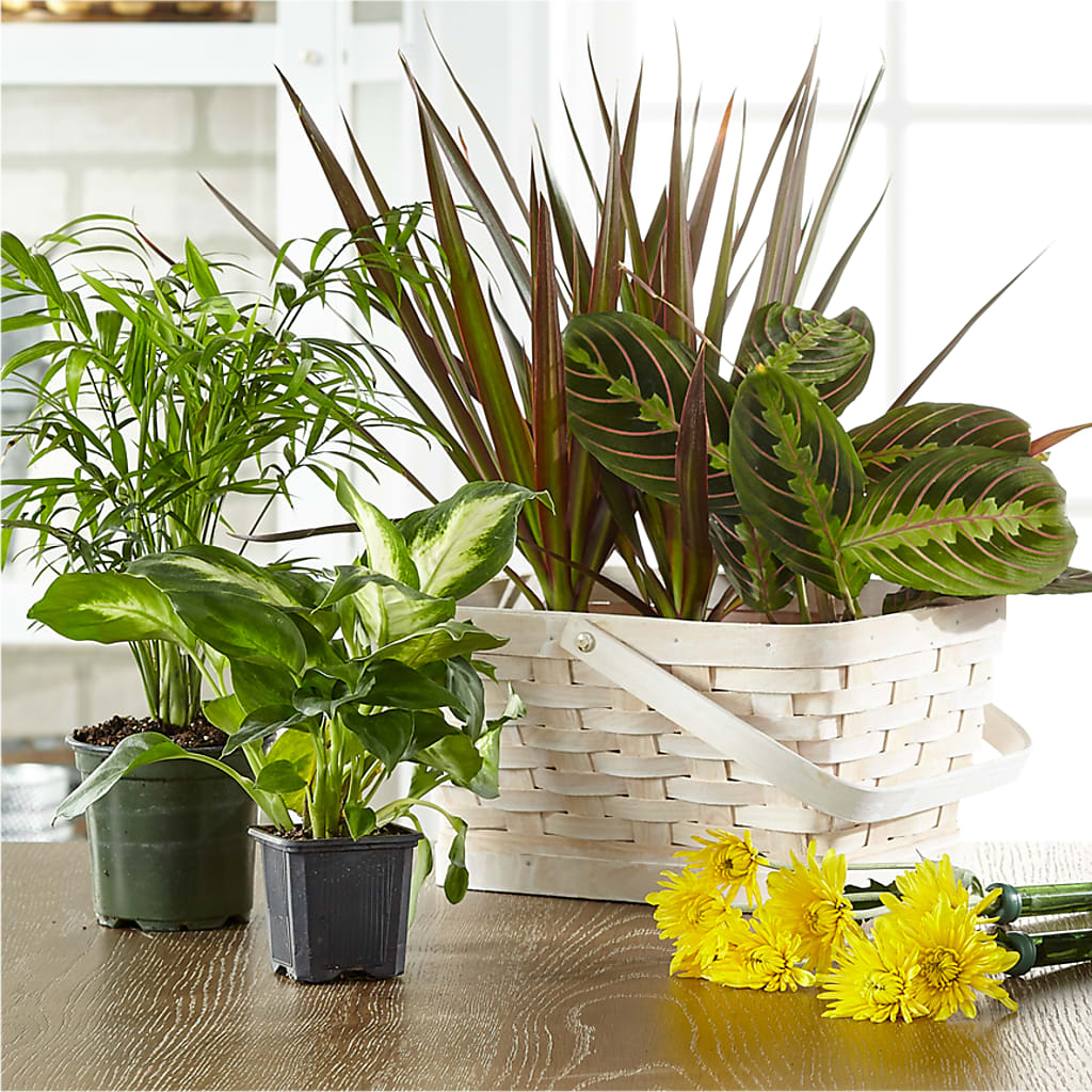 Florist Designed Blooming and Green Plants in a Basket – Greater Fayetteville Flower Shop, Springdale AR