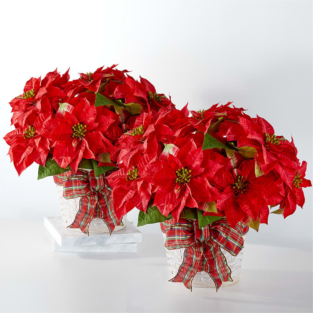 Happiest Holidays Poinsettia Bundle – Greater Fayetteville Flower Shop, Springdale AR