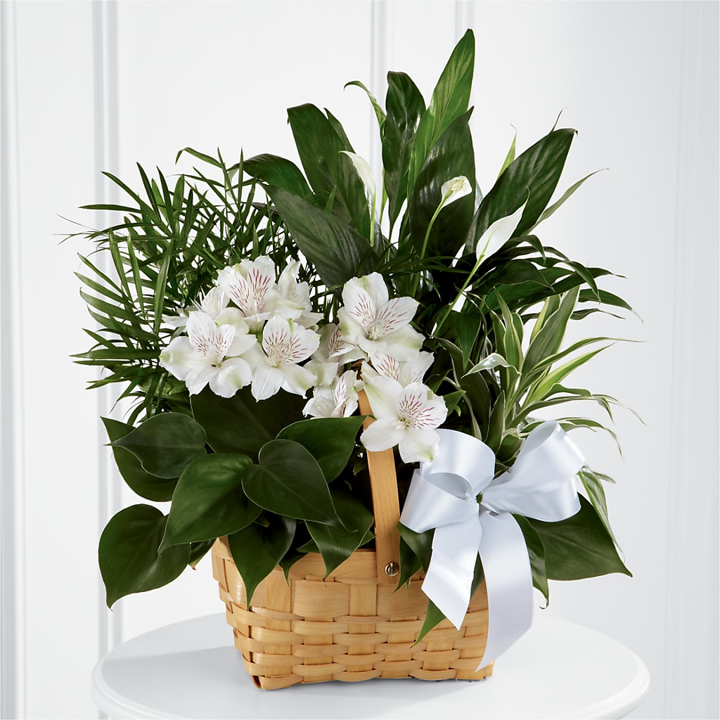 Peace & Serenity Dishgarden – Greater Fayetteville Flower Shop, Springdale AR