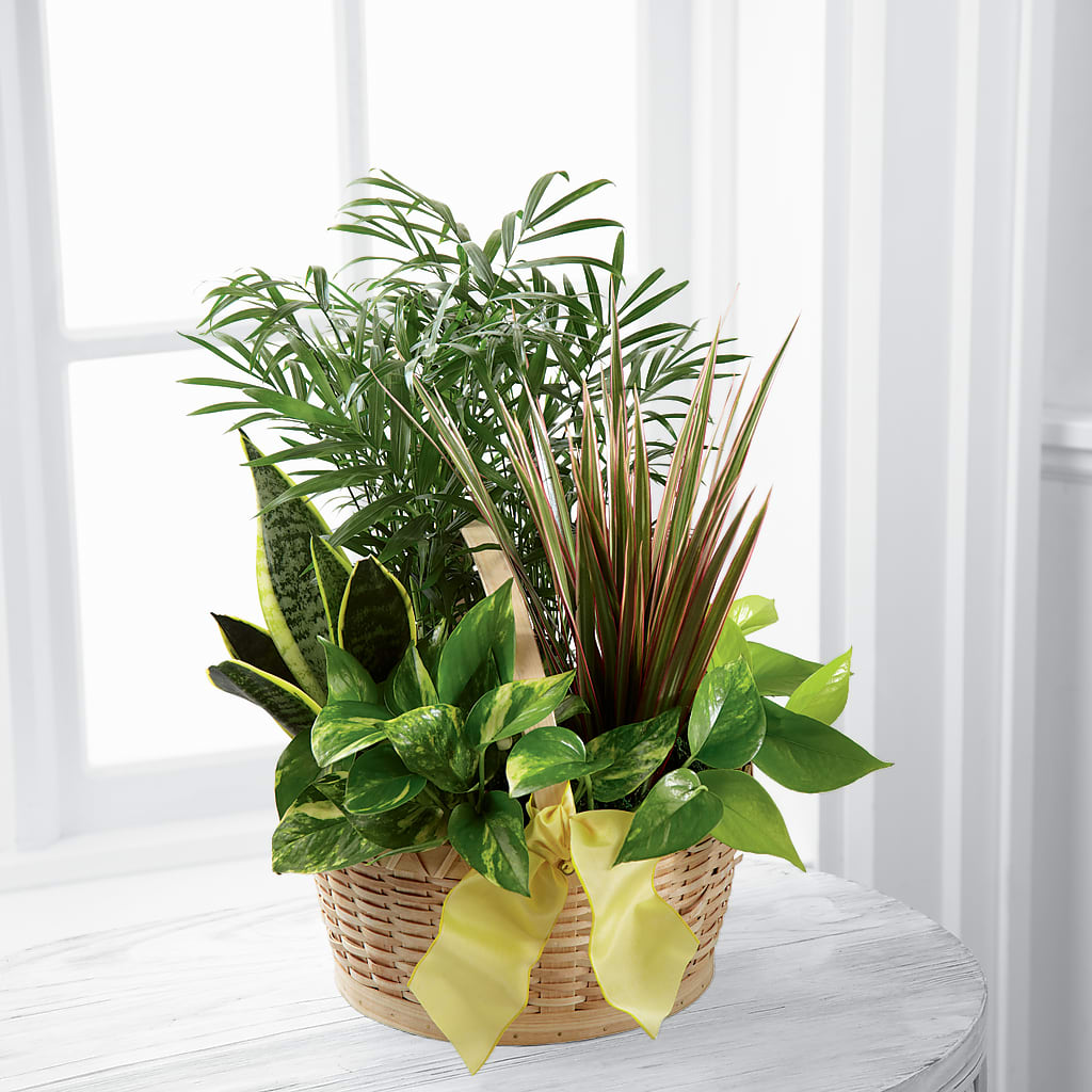French Garden – Greater Fayetteville Flower Shop, Springdale AR