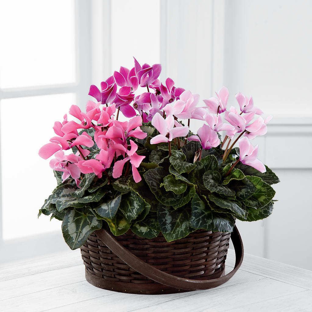 Mixed Cyclamen Planter – Greater Fayetteville Flower Shop, Springdale AR