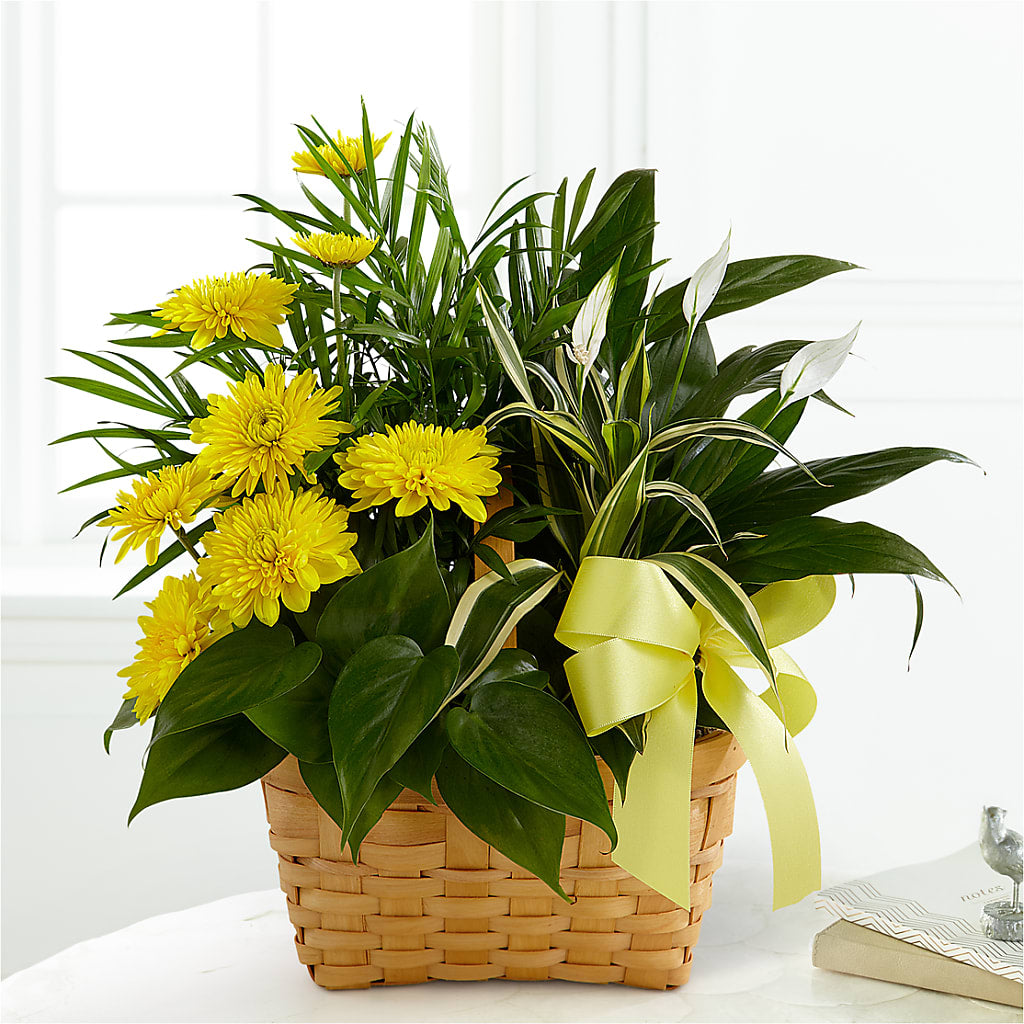 Loving Light Dishgarden – Greater Fayetteville Flower Shop, Springdale AR
