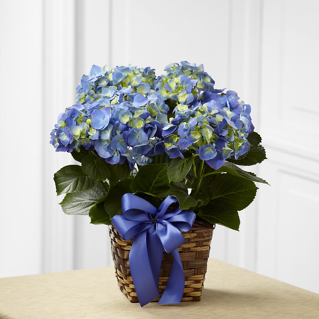 Blue Hydrangea Planter – Greater Fayetteville Flower Shop, Springdale AR