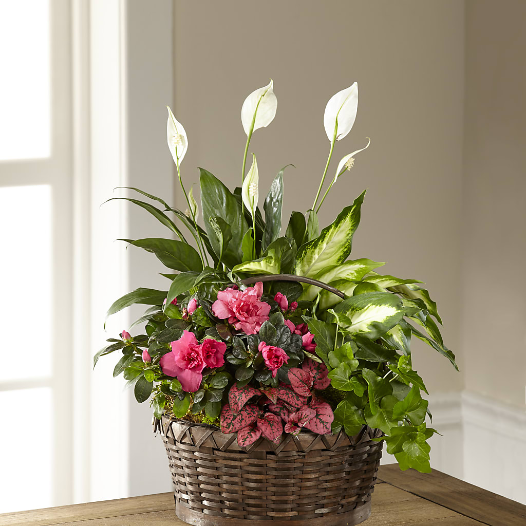 Dream in Pink Dishgarden – Greater Fayetteville Flower Shop, Springdale AR