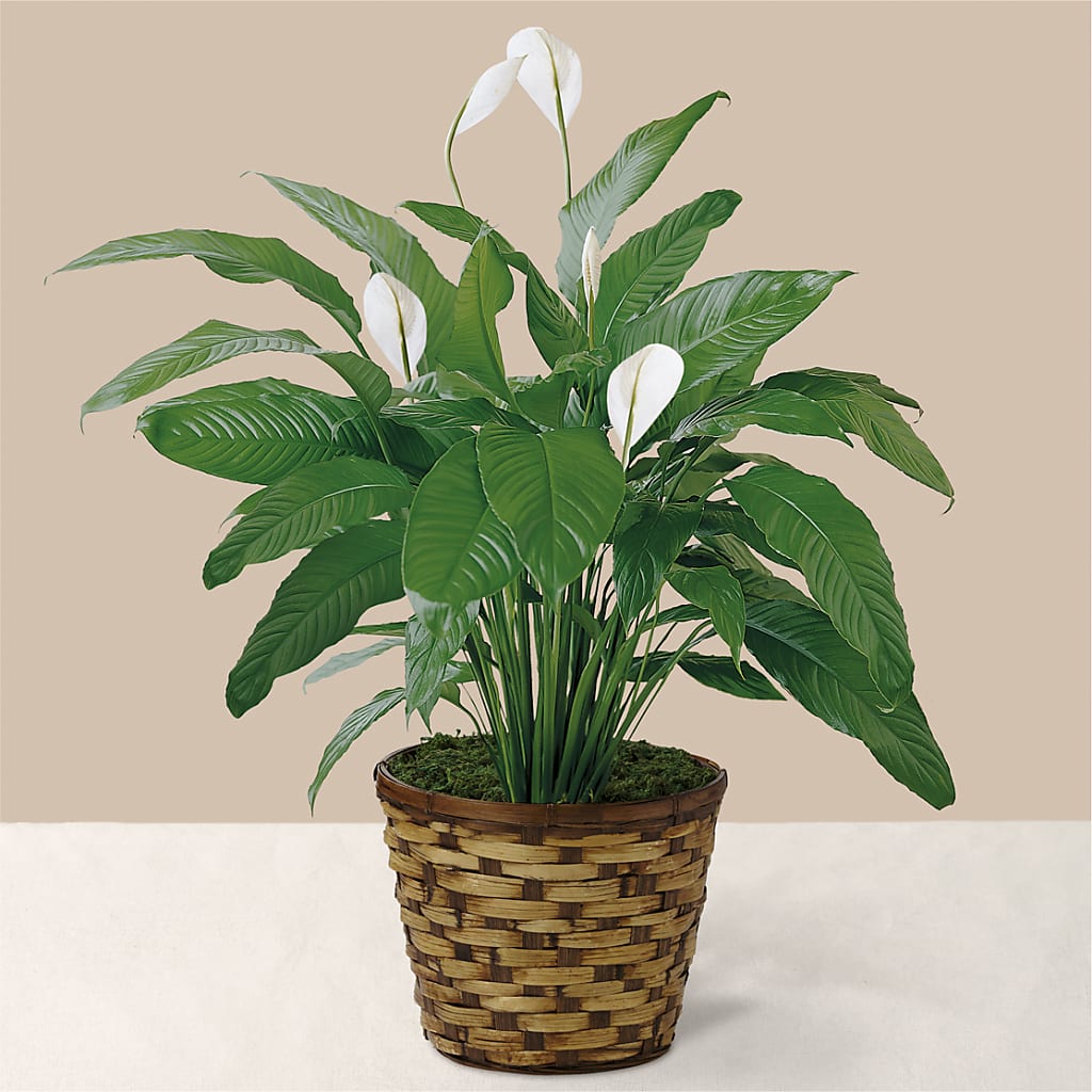 Tranquil Moments Peace Lily Plant – Greater Fayetteville Flower Shop, Springdale AR