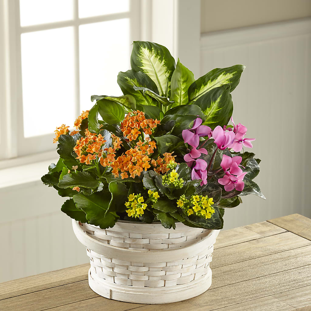 Color Crush Dishgarden – Greater Fayetteville Flower Shop, Springdale AR