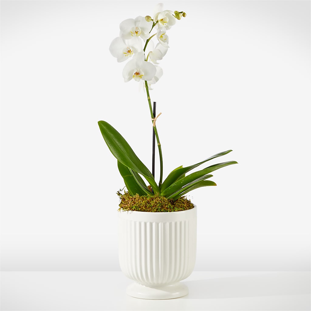 Whispering White Orchid – Greater Fayetteville Flower Shop, Springdale AR