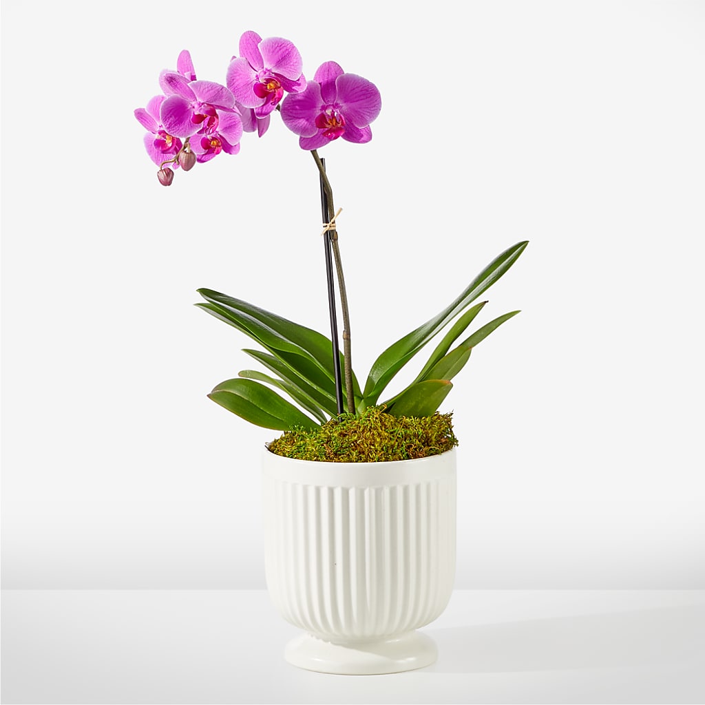 Friendly Fuchsia Orchid – Greater Fayetteville Flower Shop, Springdale AR