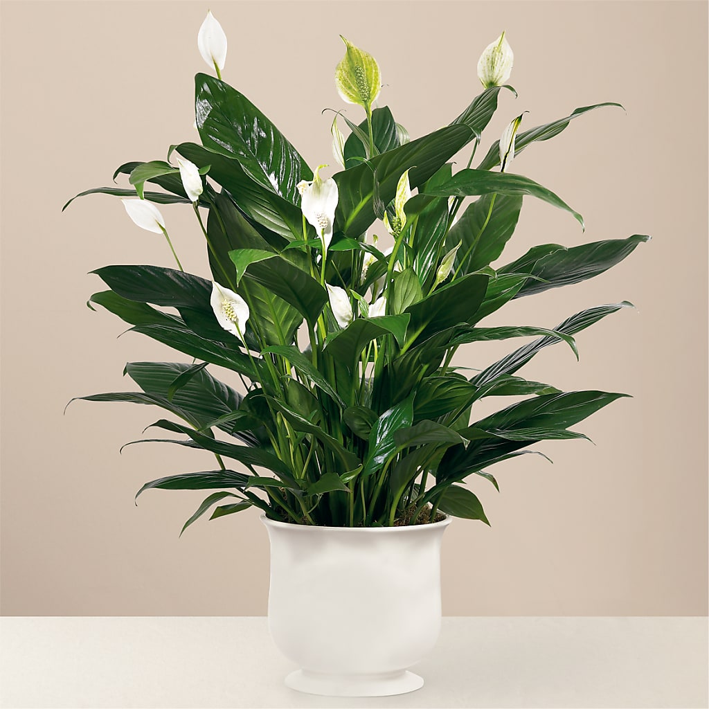 Comfort Planter – Greater Fayetteville Flower Shop, Springdale AR
