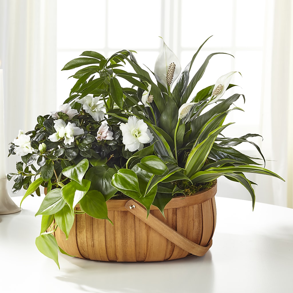 Serene Dishgarden – Greater Fayetteville Flower Shop, Springdale AR