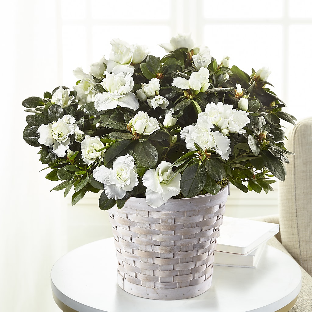 White Azalea Plant – Greater Fayetteville Flower Shop, Springdale AR
