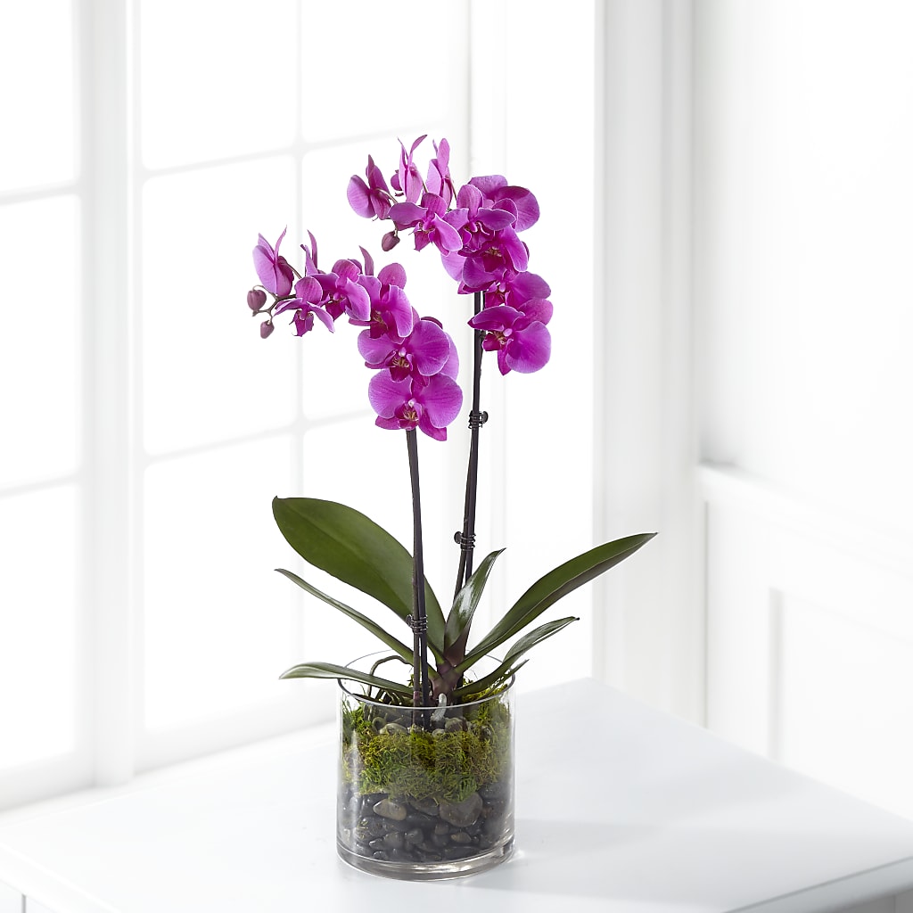 Pink Orchid Plant – Greater Fayetteville Flower Shop, Springdale AR