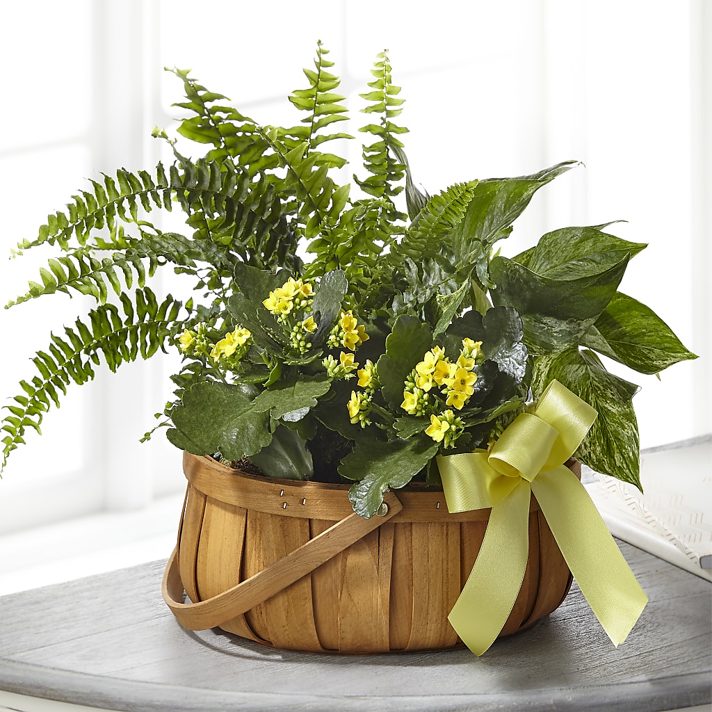 Always Dear Dishgarden – Greater Fayetteville Flower Shop, Springdale AR