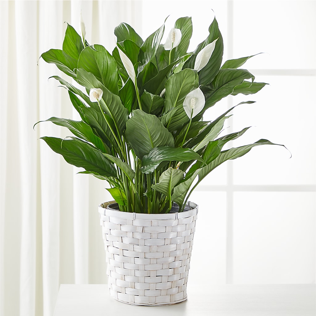 A New Leaf Peace Lily – Greater Fayetteville Flower Shop, Springdale AR