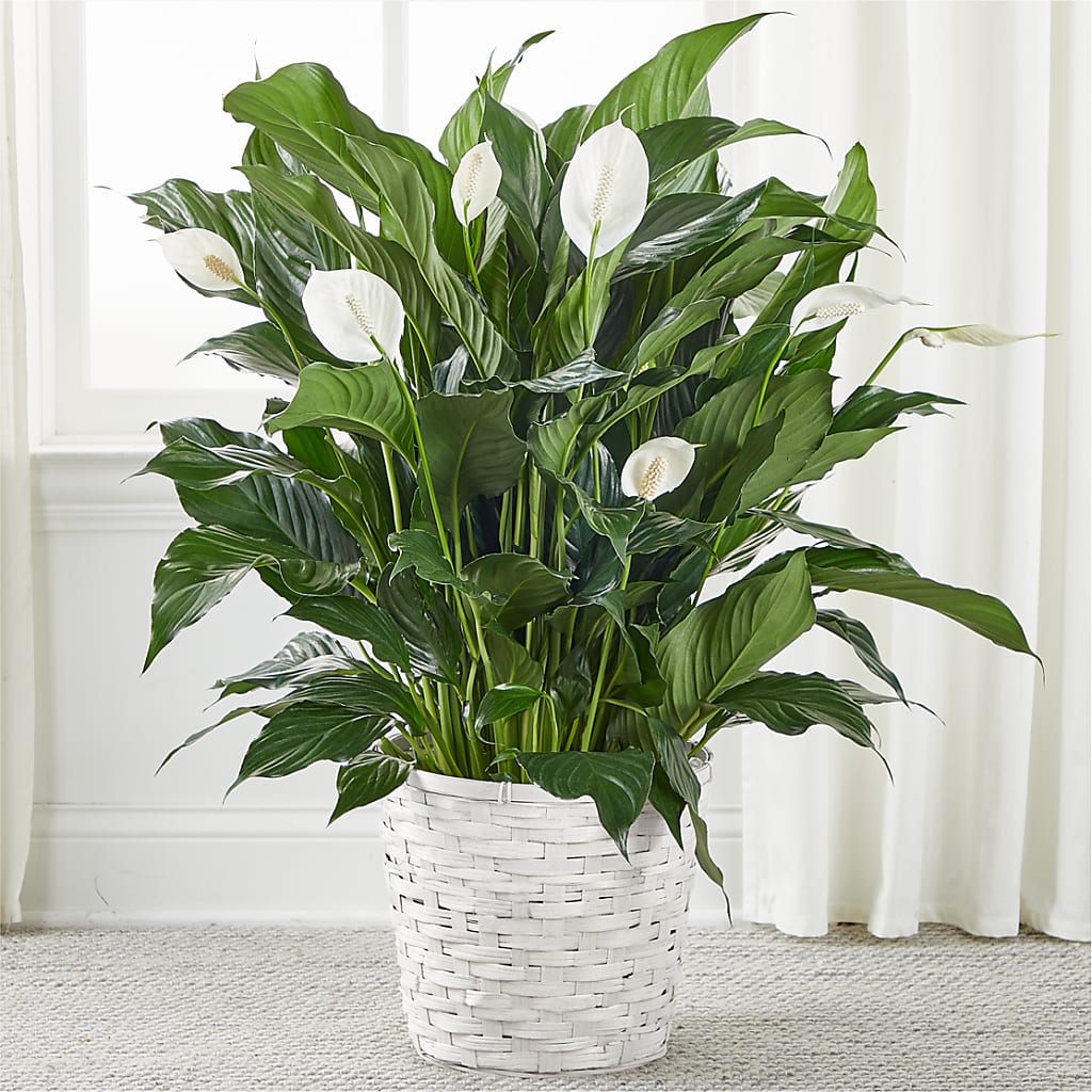 A New Leaf Peace Lily – Greater Fayetteville Flower Shop, Springdale AR