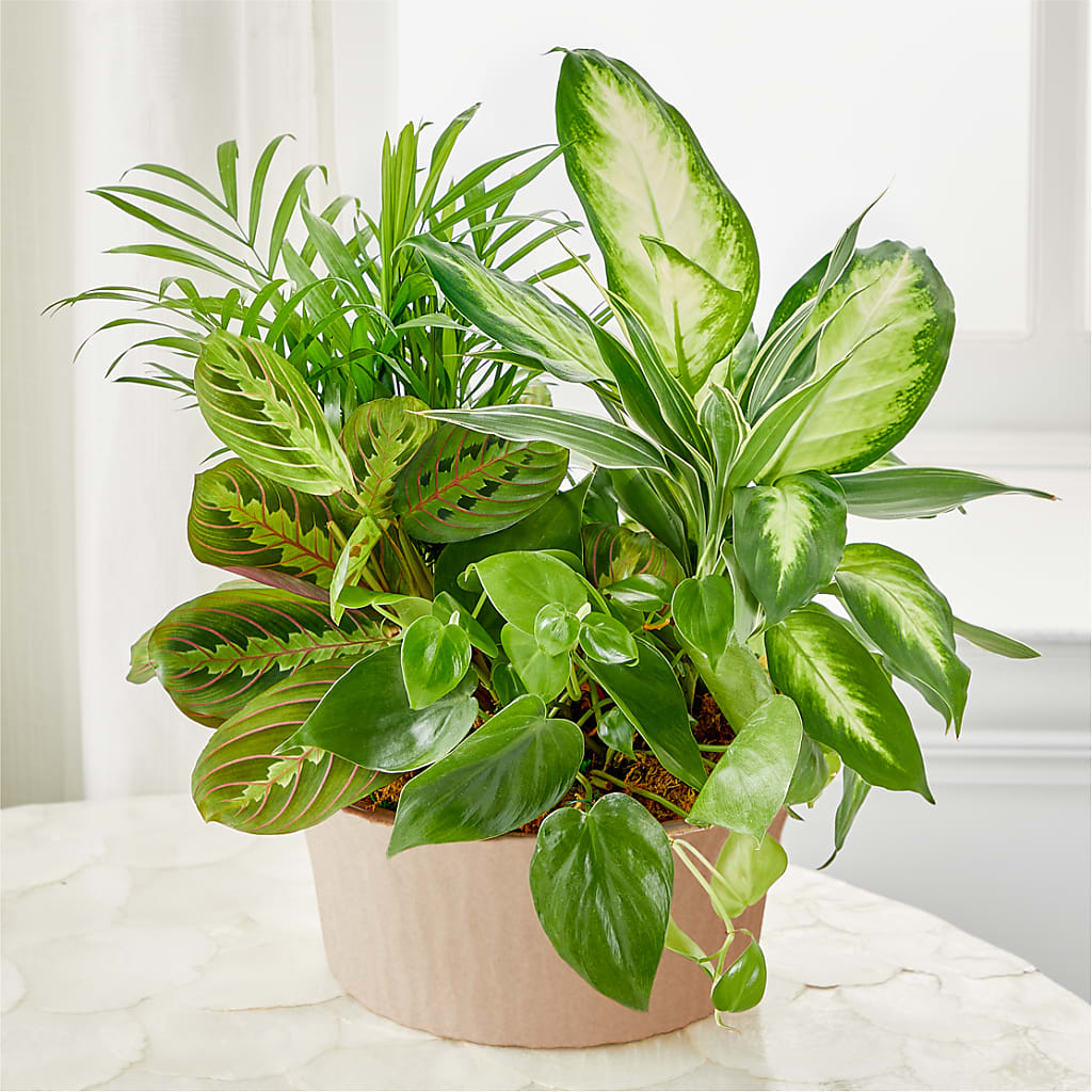 Balance & Harmony Dishgarden – Greater Fayetteville Flower Shop, Springdale AR
