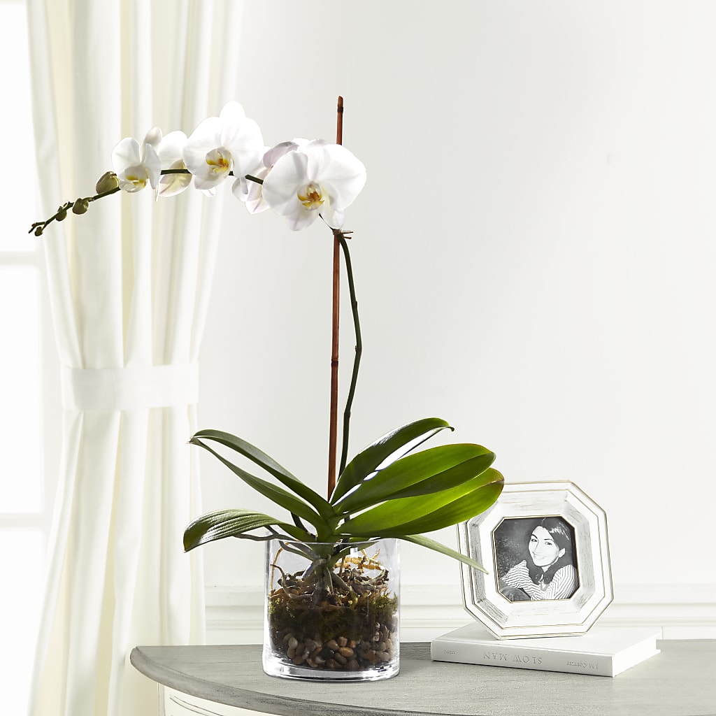 White Orchid Planter – Greater Fayetteville Flower Shop, Springdale AR