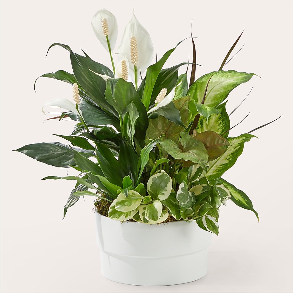Radiating Positivity Dishgarden – Greater Fayetteville Flower Shop, Springdale AR