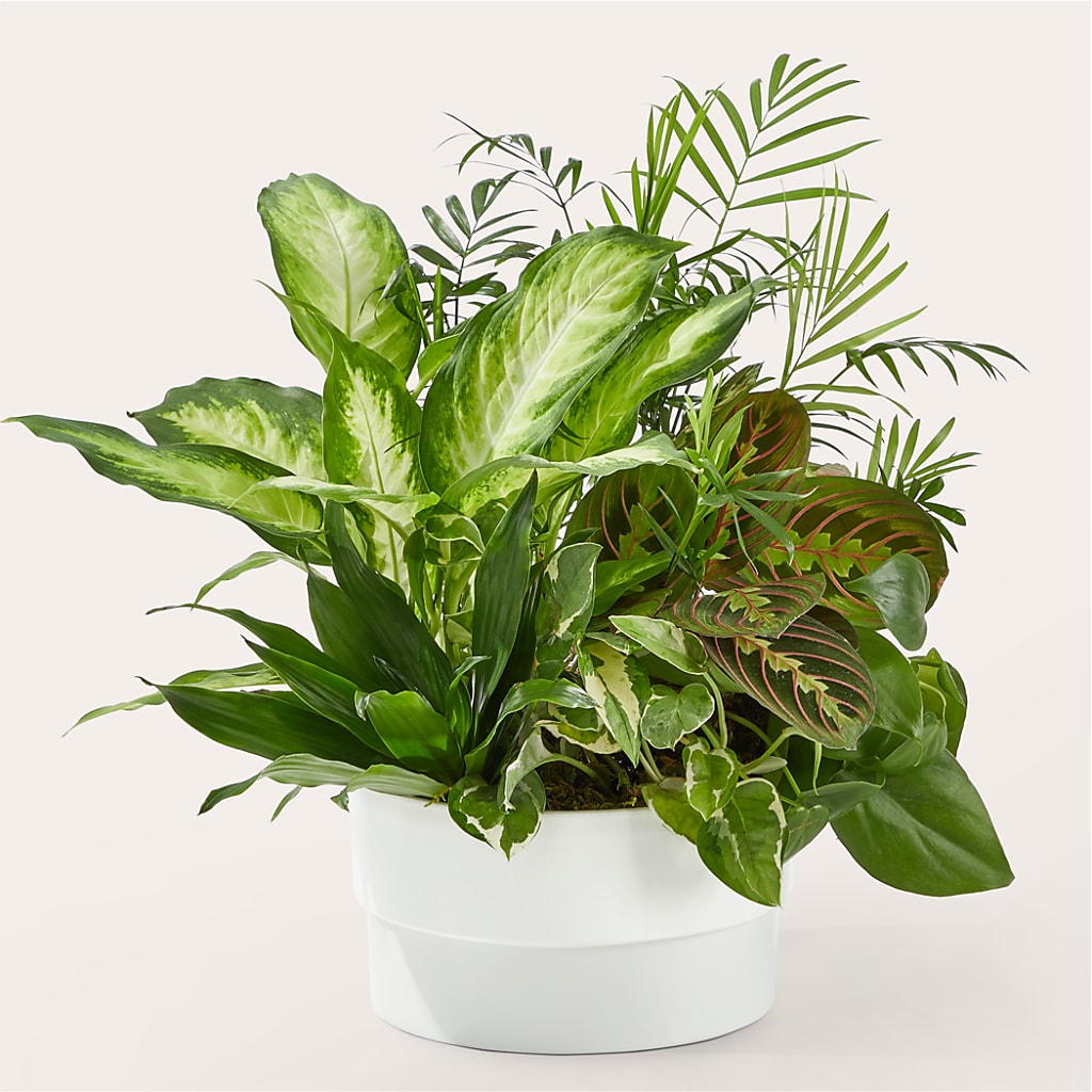 Radiating Positivity Dishgarden – Greater Fayetteville Flower Shop, Springdale AR