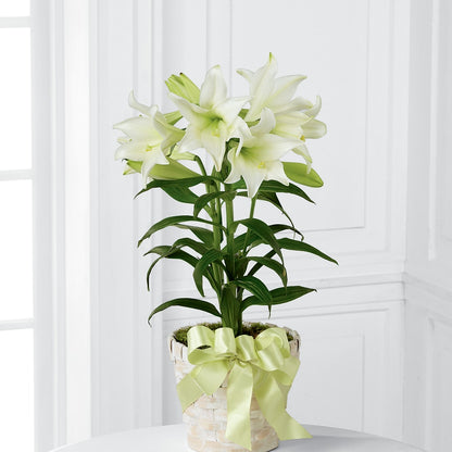 Easter Lily Plant –  Greater Fayetteville Flower Shop, Springdale AR