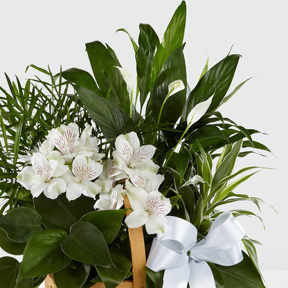 Peace & Serenity Dishgarden –  Greater Fayetteville Flower Shop, Springdale AR
