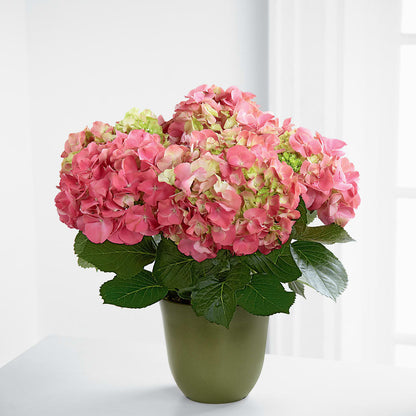 Pink Hydrangea Planter –  Greater Fayetteville Flower Shop, Springdale AR