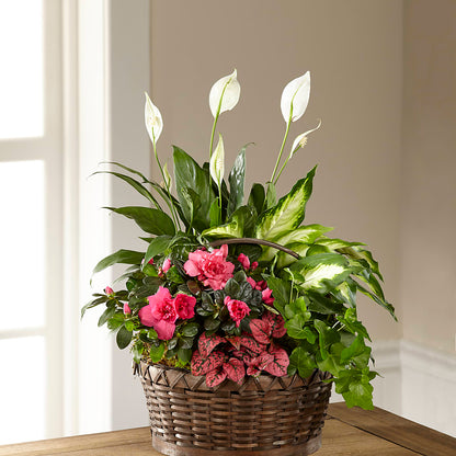 Dream in Pink Dishgarden –  Greater Fayetteville Flower Shop, Springdale AR