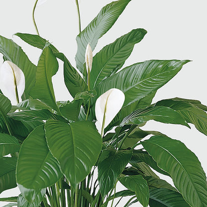 Tranquil Moments Peace Lily Plant –  Greater Fayetteville Flower Shop, Springdale AR