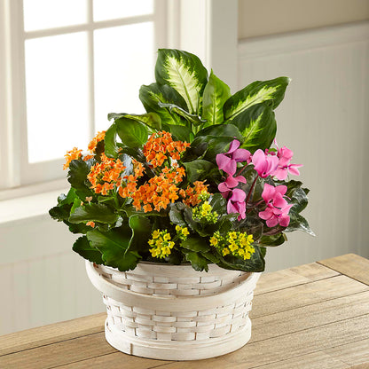 Color Crush Dishgarden –  Greater Fayetteville Flower Shop, Springdale AR