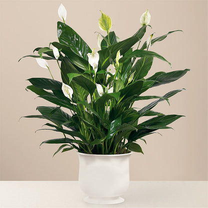 Comfort Planter –  Greater Fayetteville Flower Shop, Springdale AR