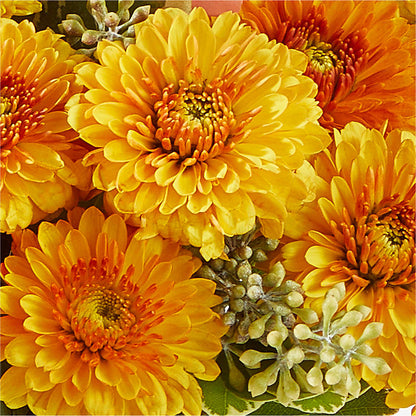 Peachy Pumpkin –  Greater Fayetteville Flower Shop, Springdale AR