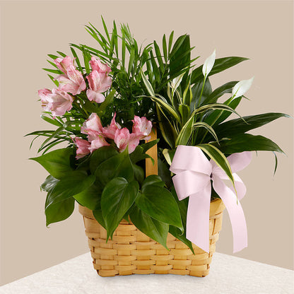 Living Spirit Dishgarden –  Greater Fayetteville Flower Shop, Springdale AR