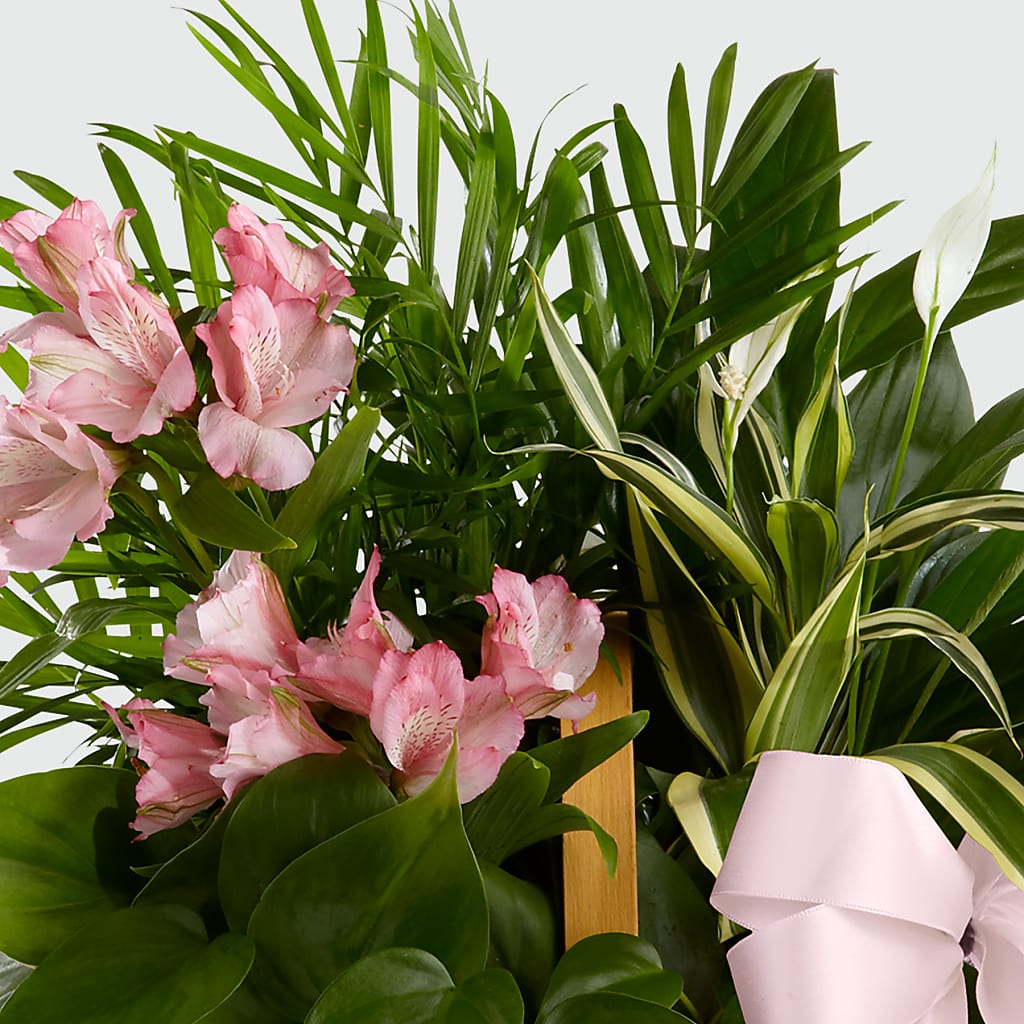 Living Spirit Dishgarden –  Greater Fayetteville Flower Shop, Springdale AR