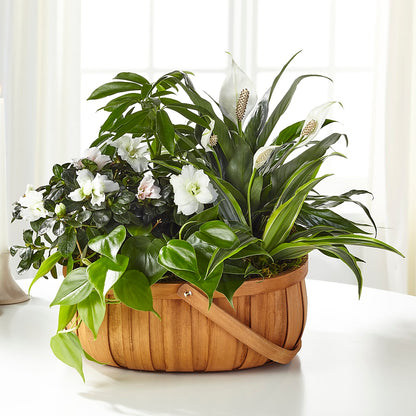 Serene Dishgarden –  Greater Fayetteville Flower Shop, Springdale AR