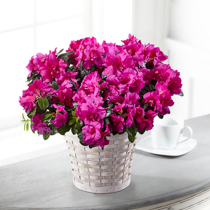 Hope & Serenity Azalea Plant –  Greater Fayetteville Flower Shop, Springdale AR