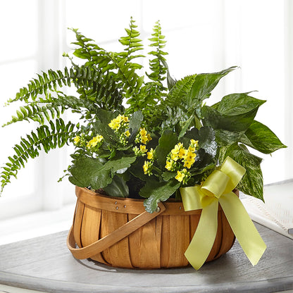 Always Dear Dishgarden –  Greater Fayetteville Flower Shop, Springdale AR