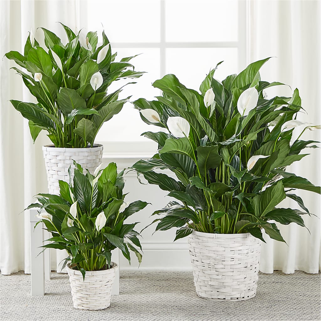 A New Leaf Peace Lily –  Greater Fayetteville Flower Shop, Springdale AR