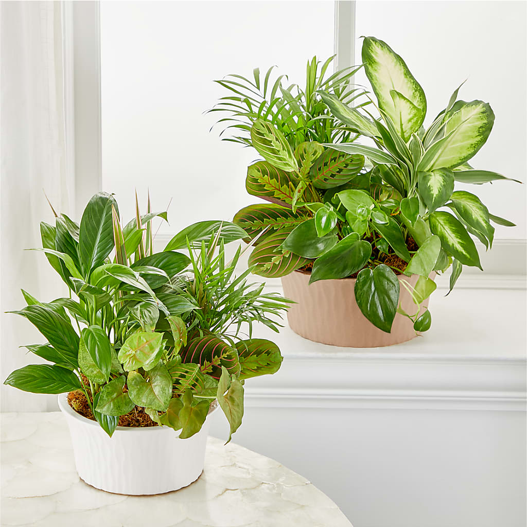 Balance & Harmony Dishgarden –  Greater Fayetteville Flower Shop, Springdale AR