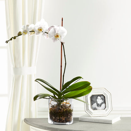 White Orchid Planter –  Greater Fayetteville Flower Shop, Springdale AR